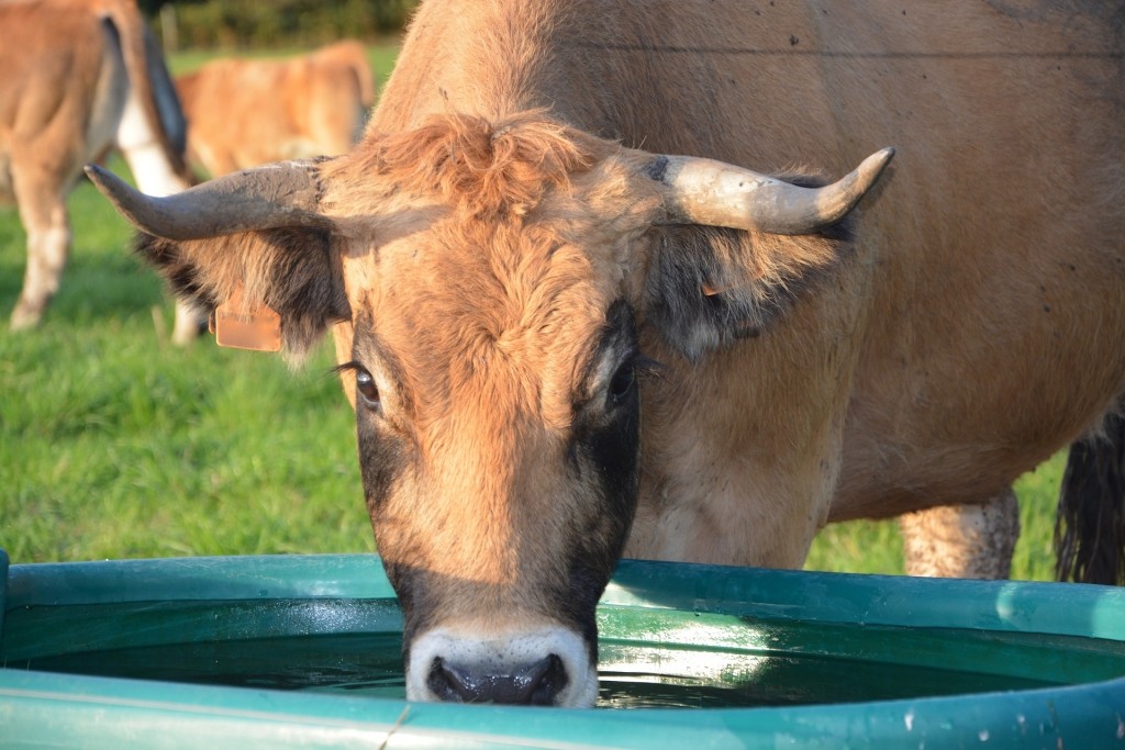 vacas toman agua